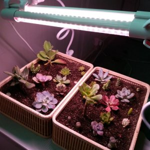 30 cm - LED GROW trubica pre kaktusy a sukulenty, 5W, plné spektrum slabo-ružová